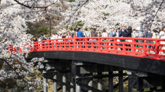 桜に埋もれる人々