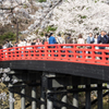  桜に埋もれる人々