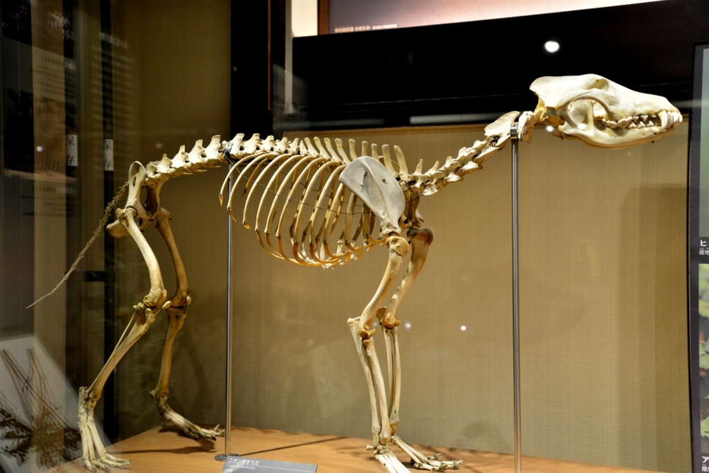 ニホンオオカミ