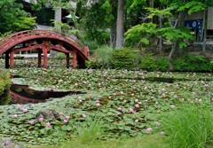  連間の池と連珠橋