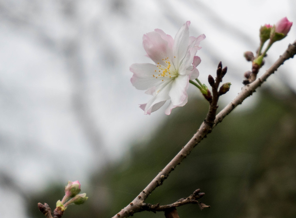 十月桜