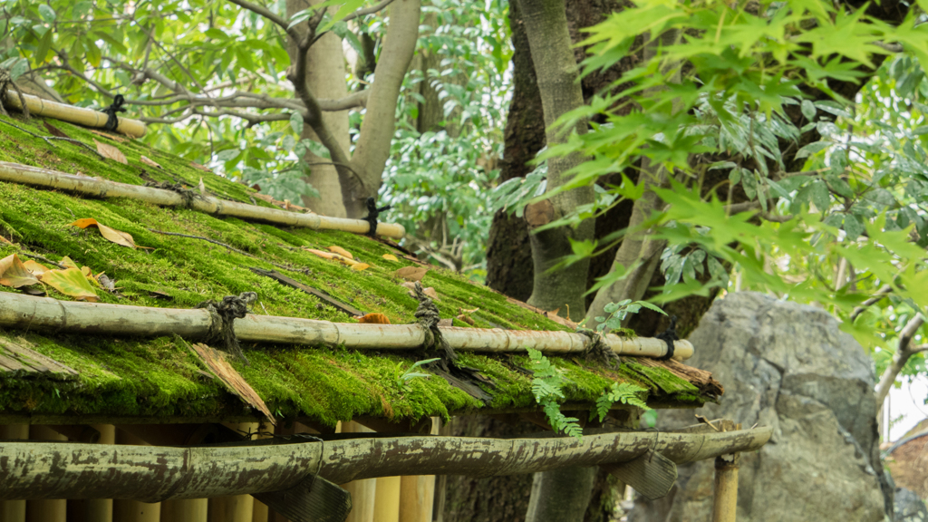 生い茂る苔の中に風情を見る