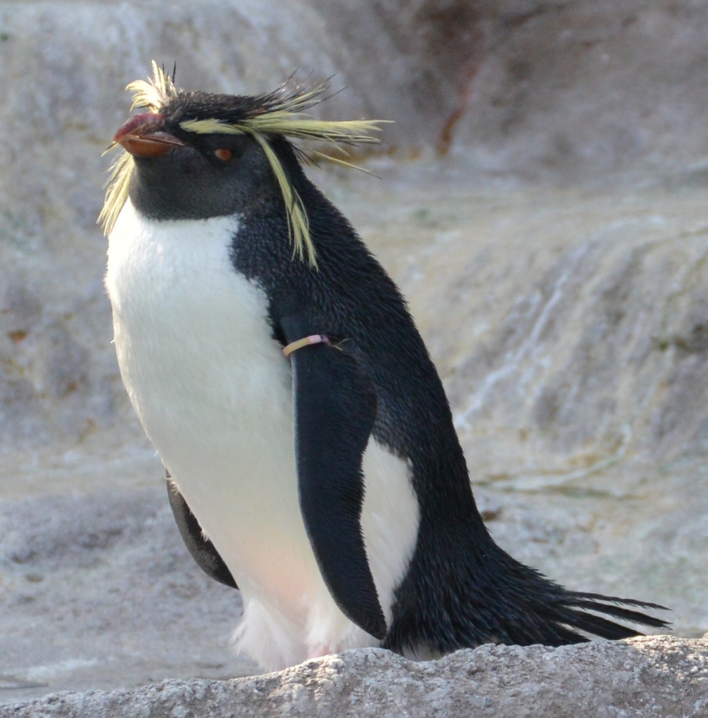 イワトビペンギン