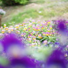 花満開