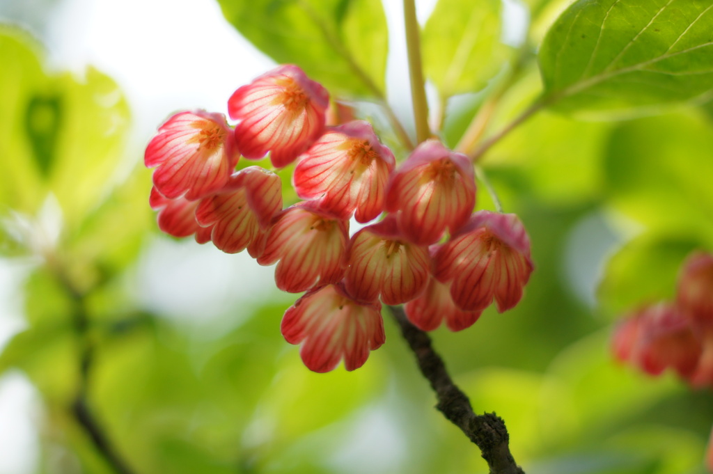 花ざかり、北海道。