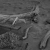 砂浜の記憶