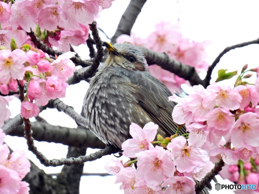 椋鳥の春