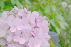 仙台堀川公園の紫陽花