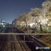 東中野の夜桜