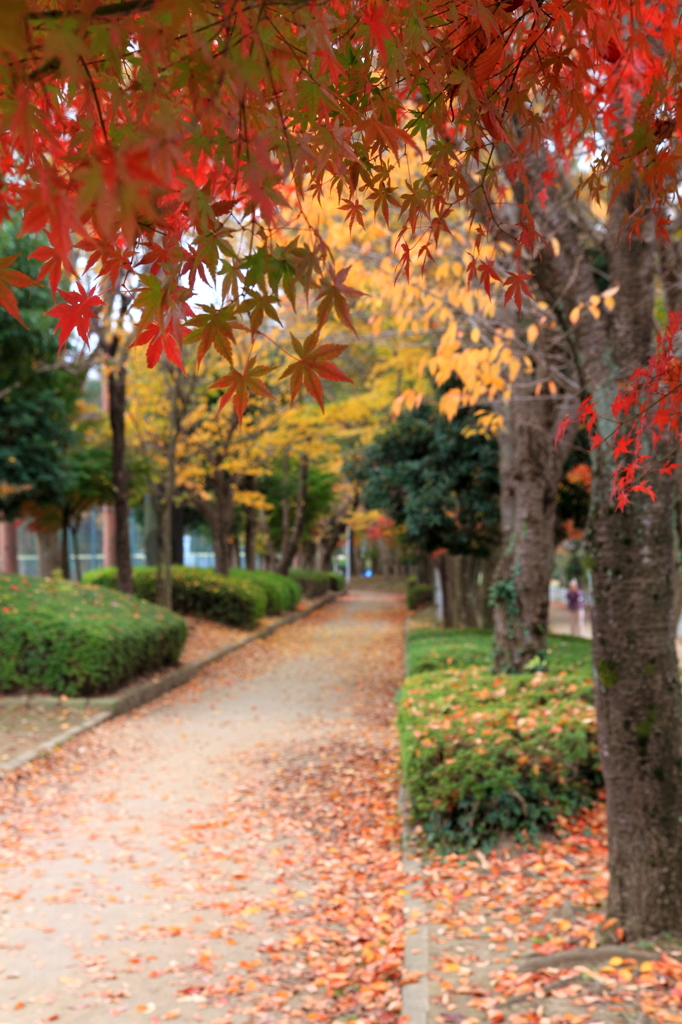 秋色散歩道