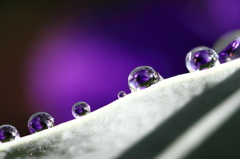 Purplish drops