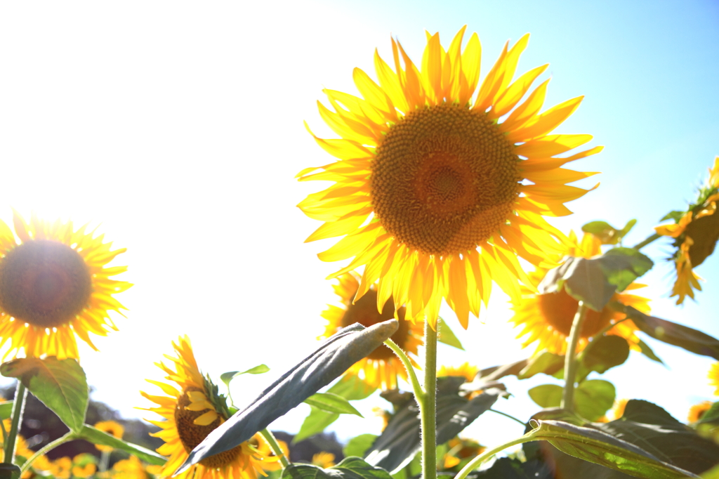 Sunflower