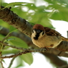 野山の鳥