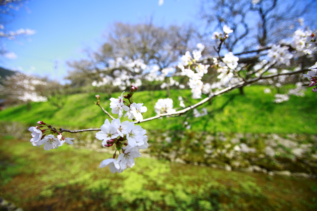 cherry tree