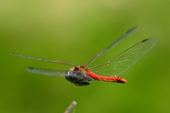 アキアカネ（オス）