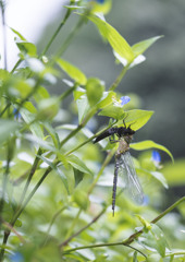 カトリヤンマ 羽化-4