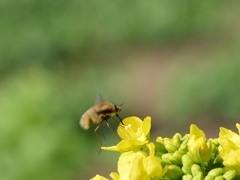 ビロートツリアブ　吸蜜中