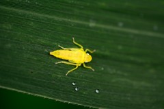 ツマグロオオヨコバイ（幼虫）