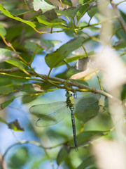 カトリヤンマ（♂）ホバリングノアとの休息-2
