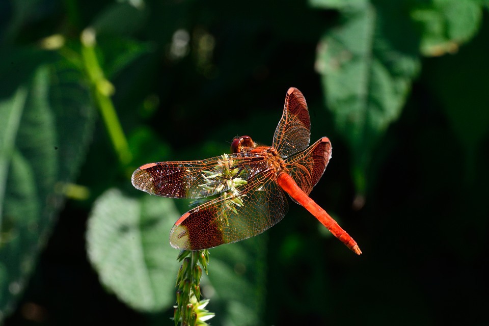 ミヤマアカネ（オス）