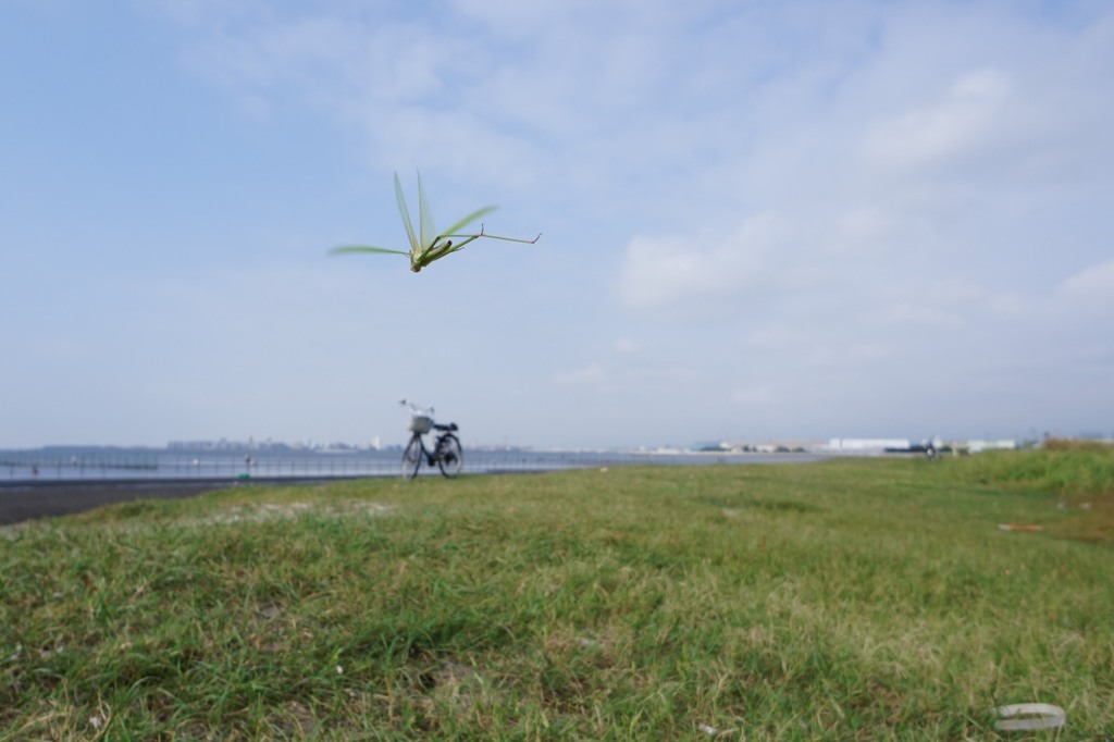 ショウリョウバッタ　飛翔