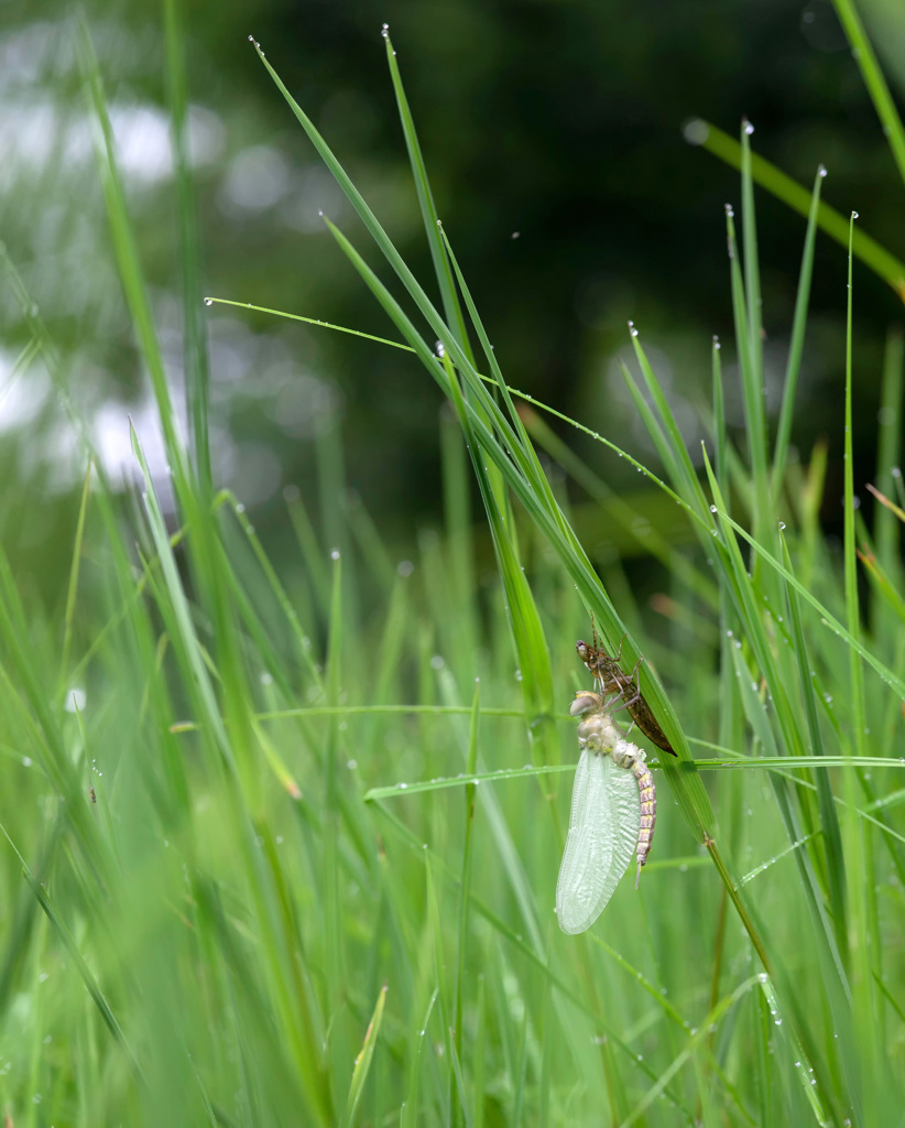 カトリヤンマ羽化-2