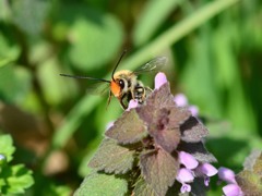 ニッポンヒゲナガハナバチ