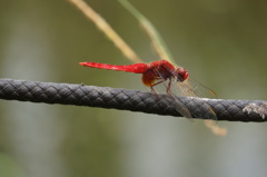 ショウジョウトンボ