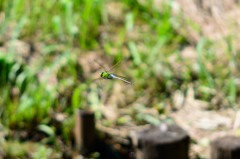 ギンヤンマ　ホバリング-1