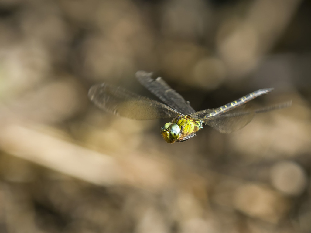 カトリヤンマ（♂）ホバリング-1