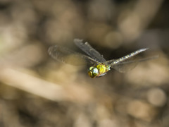 カトリヤンマ（♂）ホバリング-1