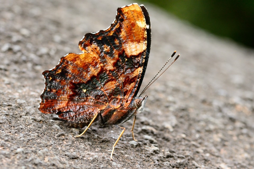 ルリタテハ　翅の裏側