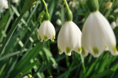 花、三兄弟　スズランスイセン(鈴蘭水仙)