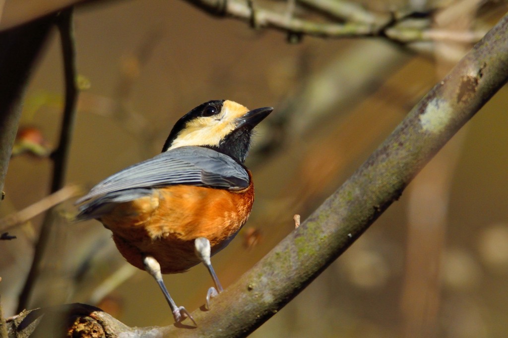 目の前に止まってくれました