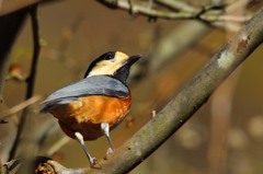 目の前に止まってくれました