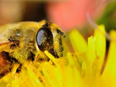 暖かな日　早咲きのタンポポにハナアブを確認　