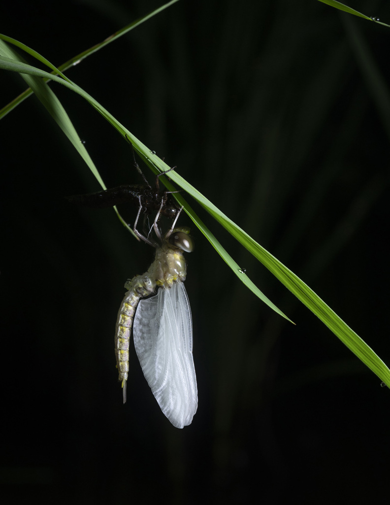 カトリヤンマ（♂）羽化-2