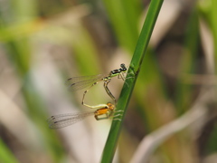 ヒヌマイトトンボ　ペア