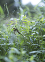 カトリヤンマ（♂）羽化