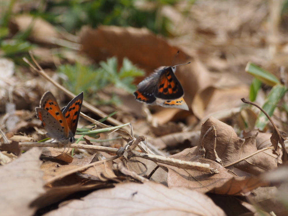 ベニシジミも恋の季節　飛翔連続写真-2