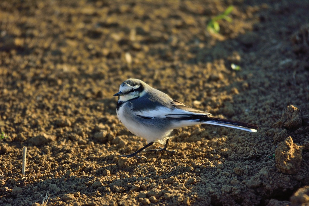 ハクセキレイ-2