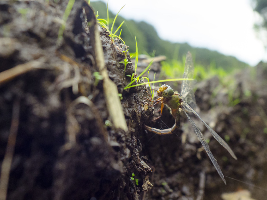 カトリヤンマ　産卵-3