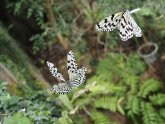 オオカバマダラ