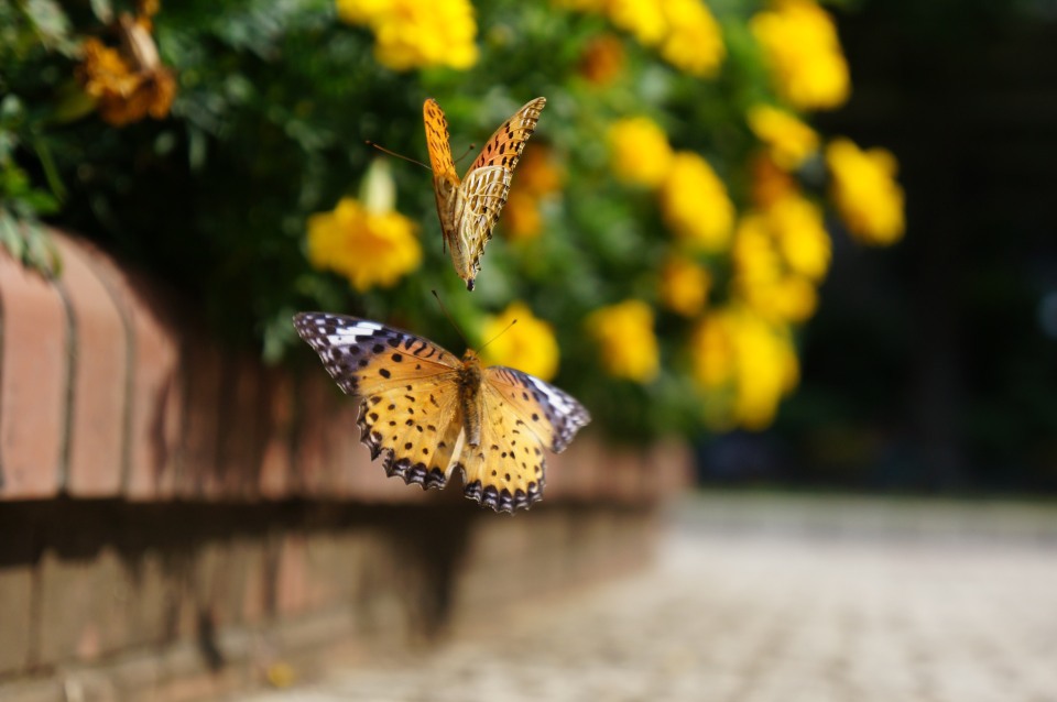 ツマグロヒョウモン　恋の舞　-2