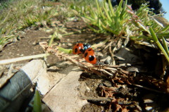 すでに昆虫たちはいつもの日常