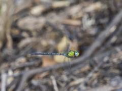 カトリヤンマ（♂）ホバリング-1