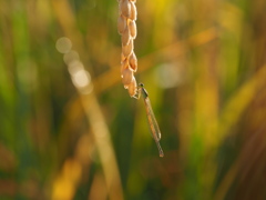 アジアイトトンボ