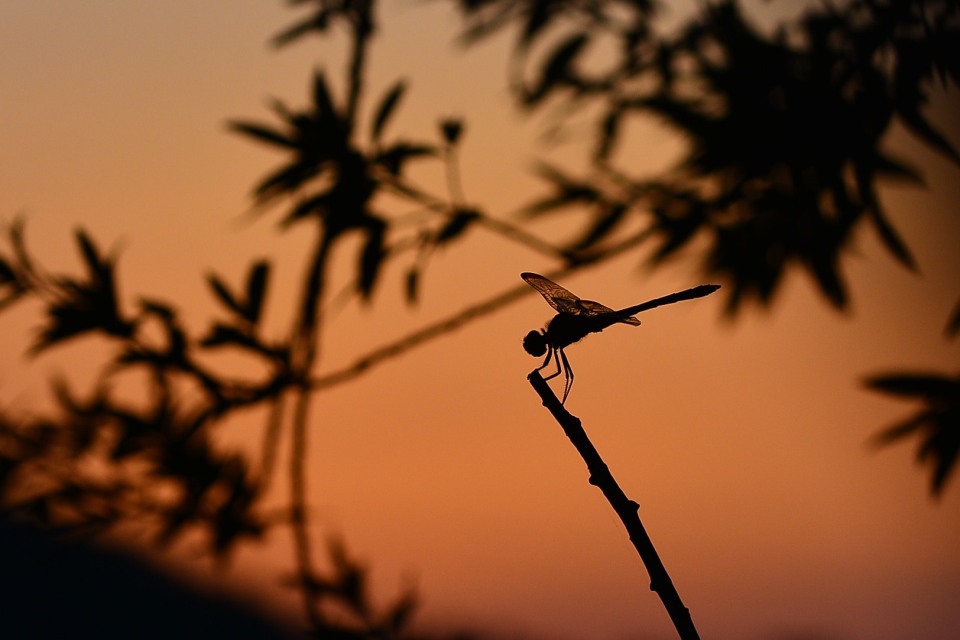 ノシメトンボ　夕刻　シルエット