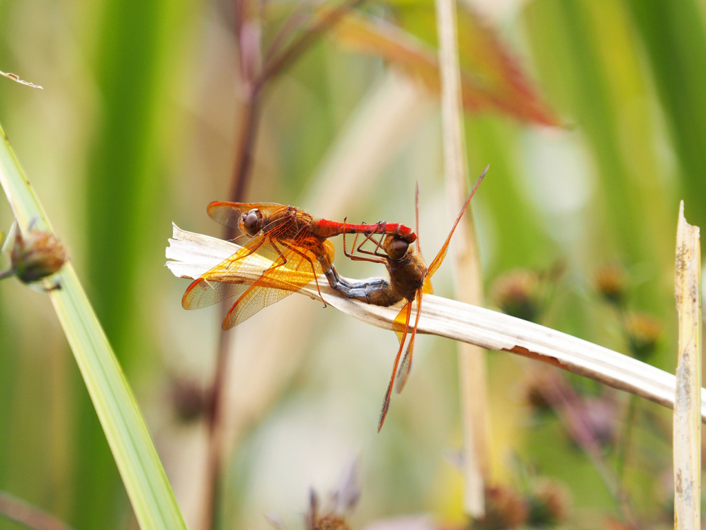 キトンボ　交尾態