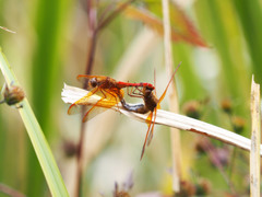 キトンボ　交尾態